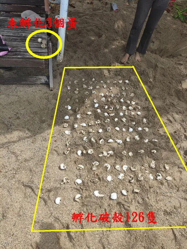 墾丁夏都酒店旁卵窩孵化率達9成以上。墾丁夏都沙灘酒店提供