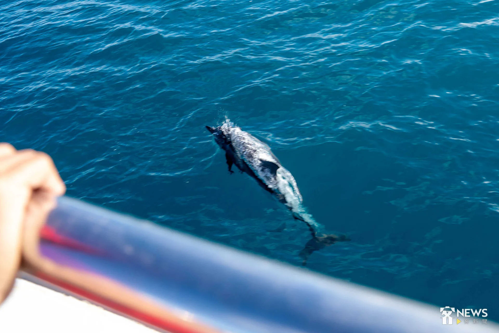 飛旋海豚現蹤，離船舷相當靠近。李台源攝