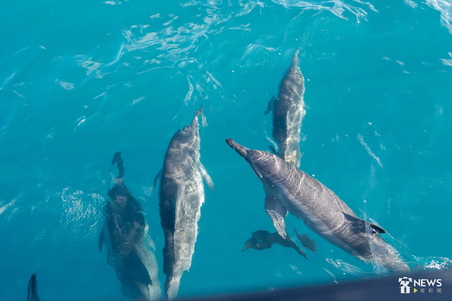 陽光直射藍綠色水面，成群的飛旋海豚在船底穿梭。李台源攝