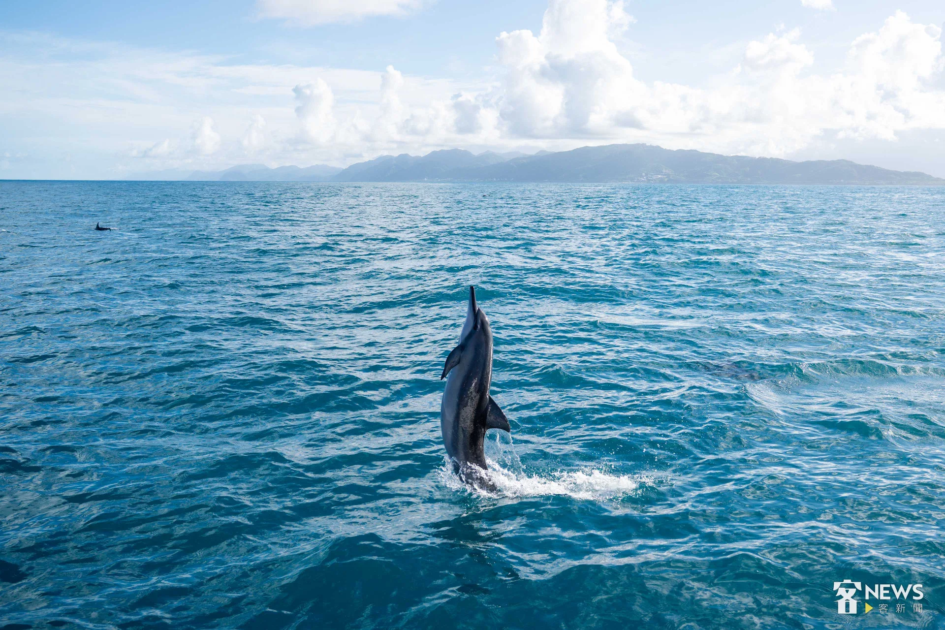 飛旋海豚因為會翻滾垂直躍上海面旋轉而得名。李台源攝