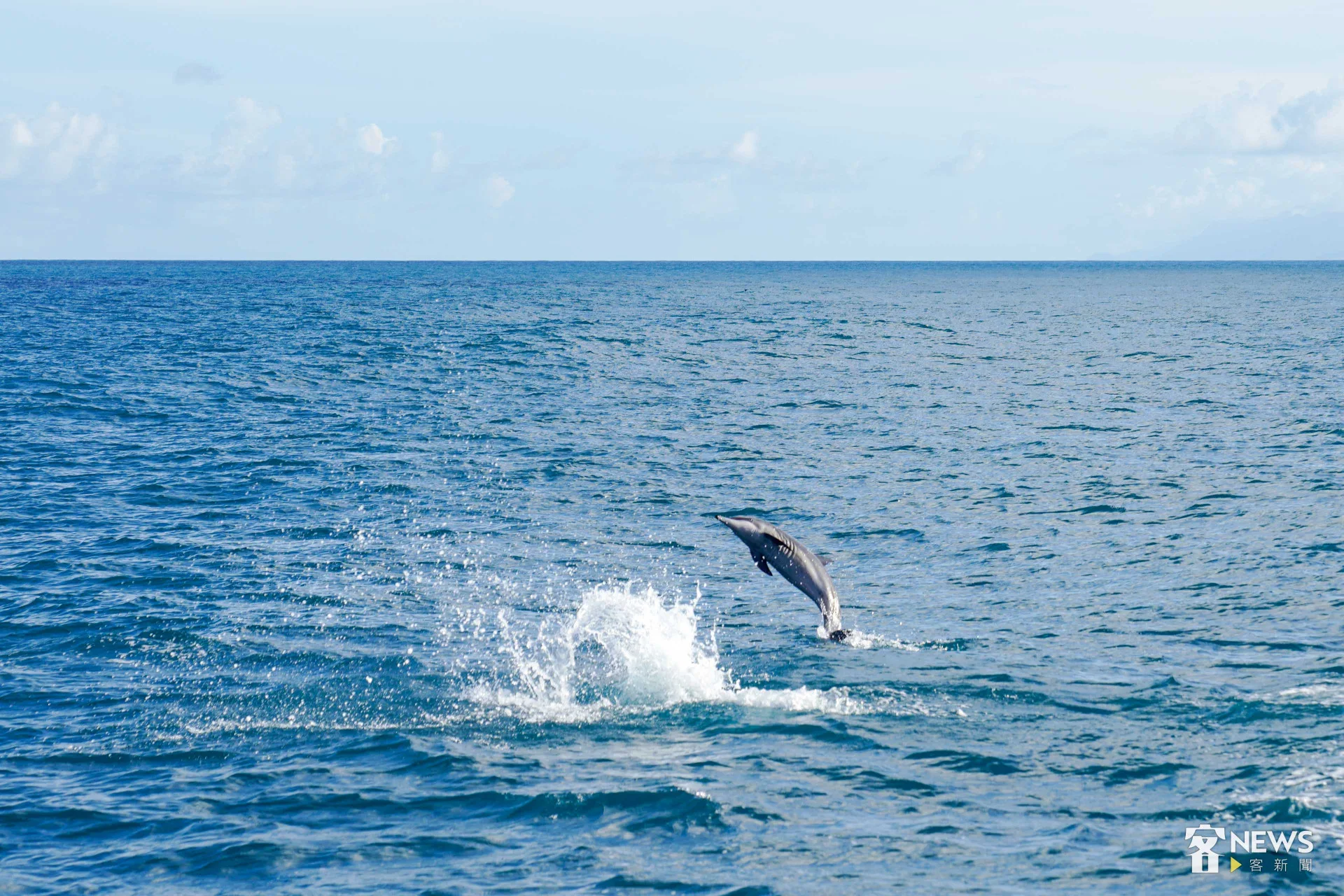 飛旋海豚因為會翻滾垂直躍上海面旋轉而得名。李台源攝