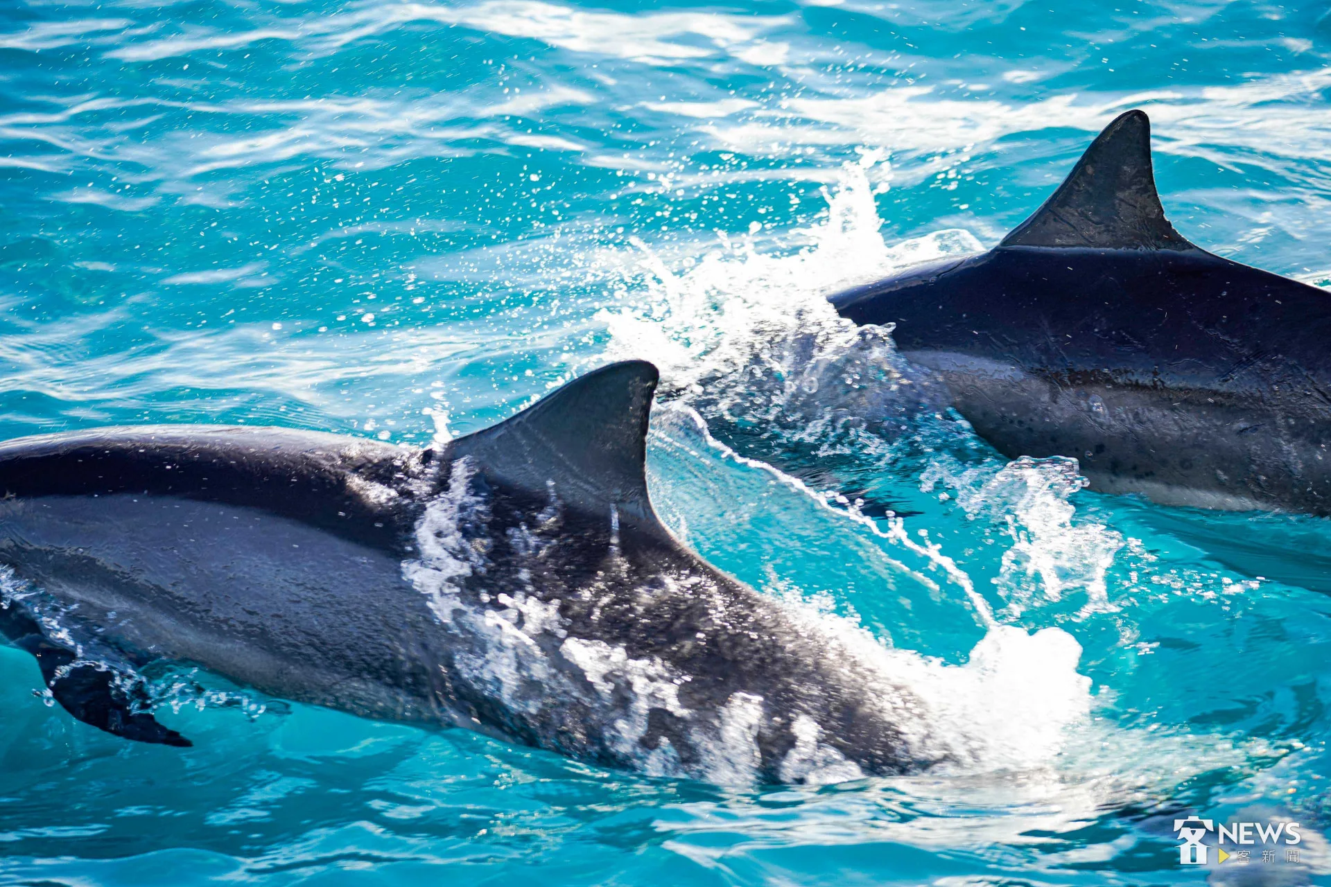 飛旋海豚在湛藍色的海面上嬉戲。李台源攝