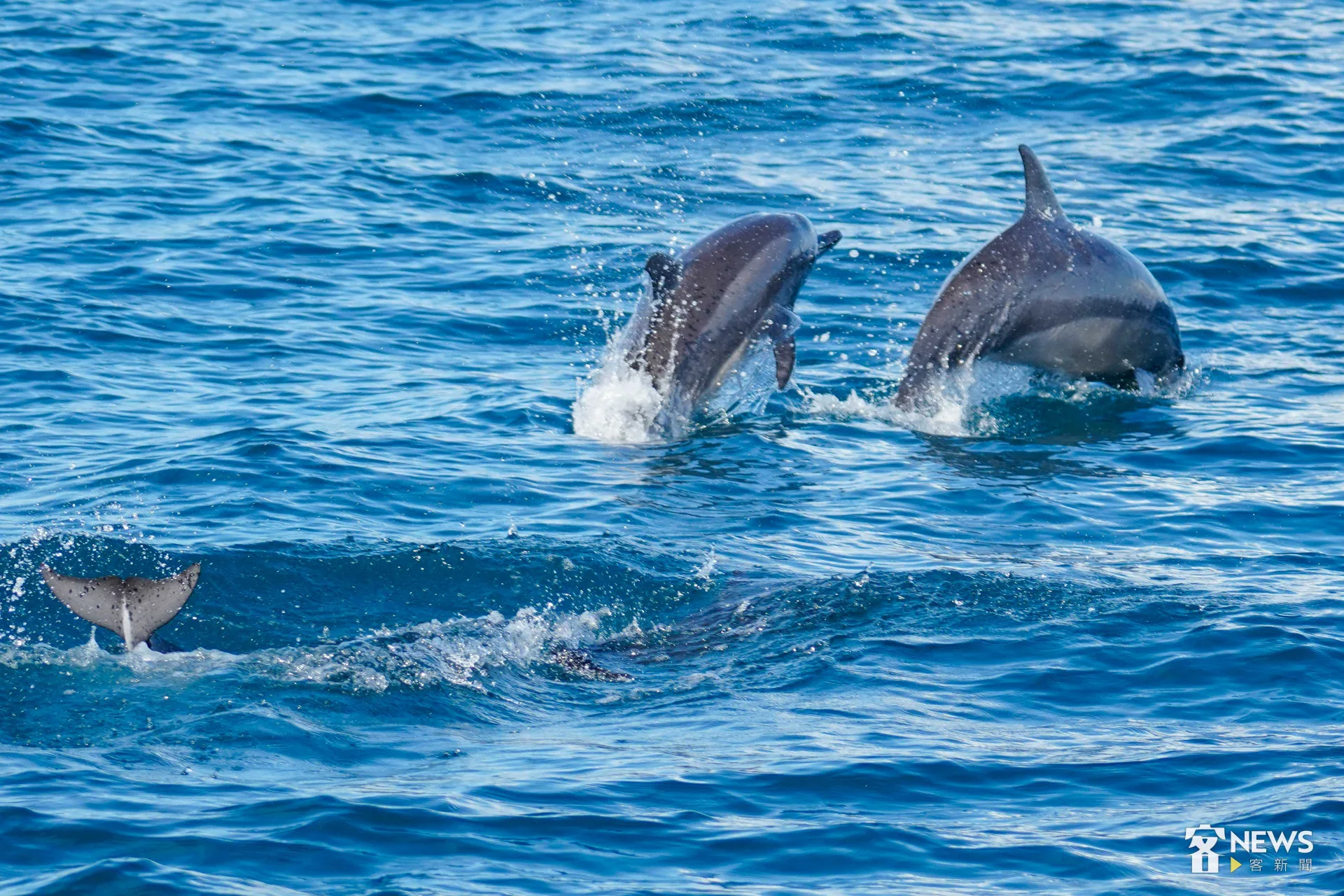 飛旋海豚在湛藍色的海面上嬉戲。李台源攝