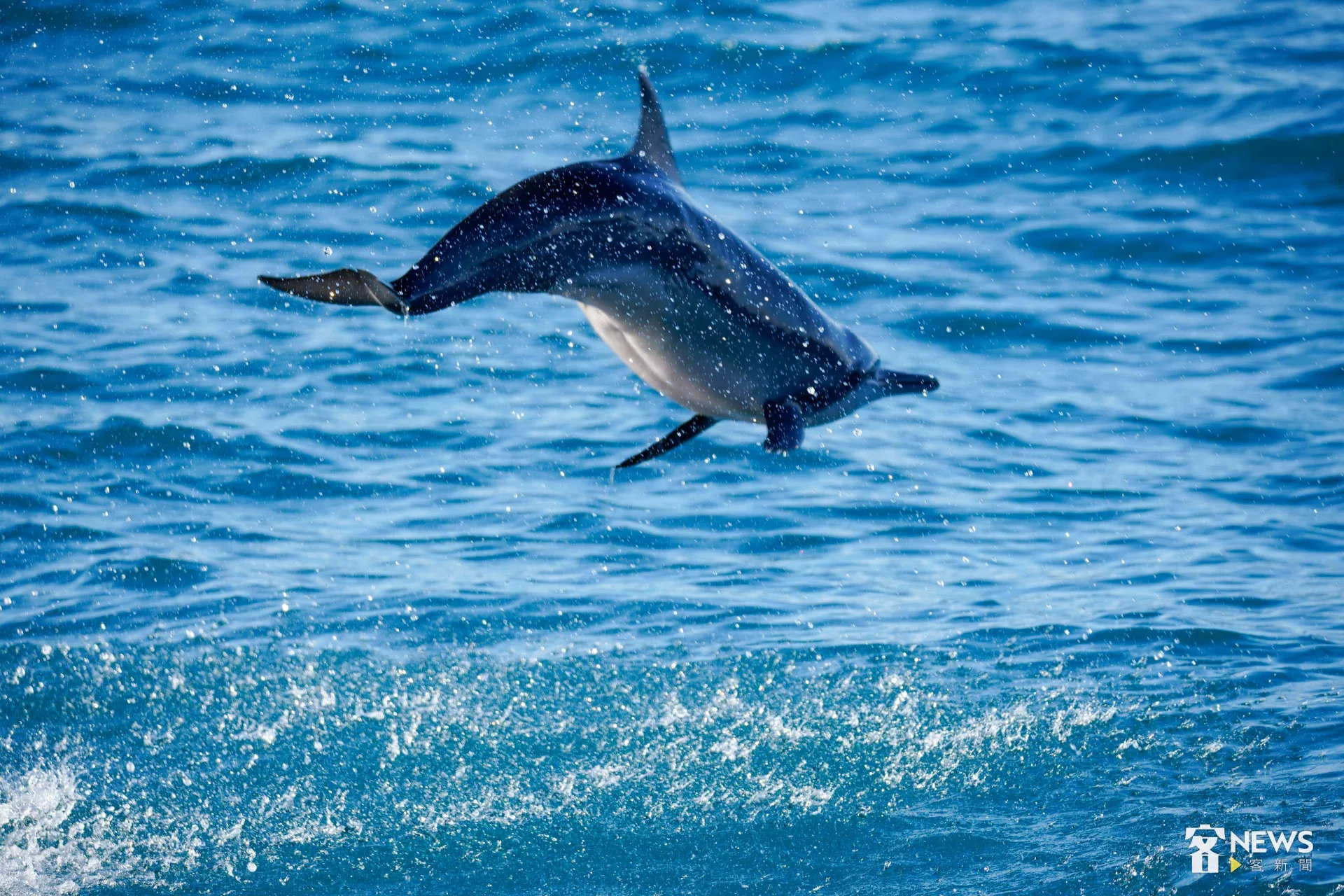飛旋海豚翻滾衝上海面，垂直躍旋轉後潛入水底。李台源攝