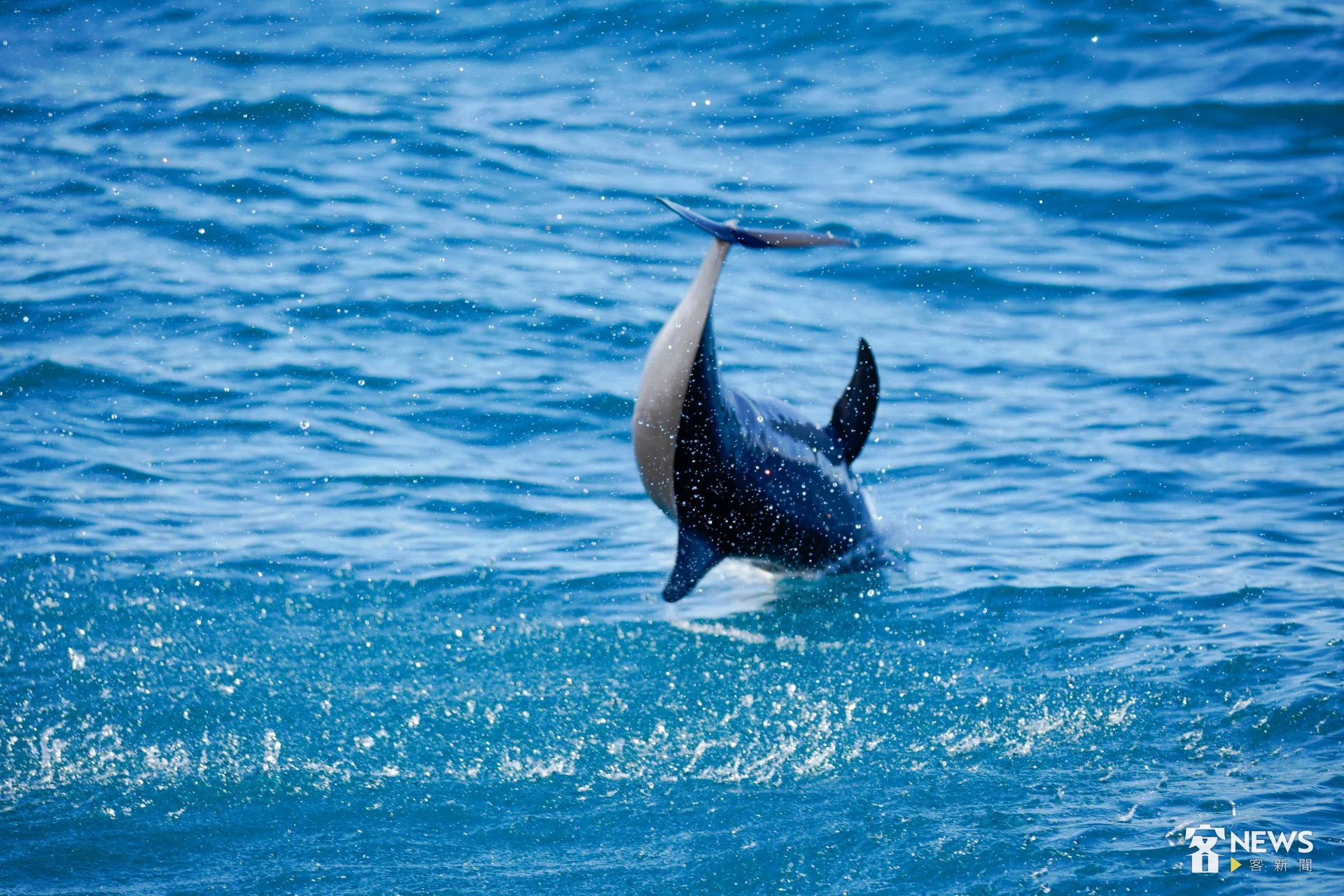 飛旋海豚翻滾衝上海面，垂直躍旋轉後潛入水底。李台源攝