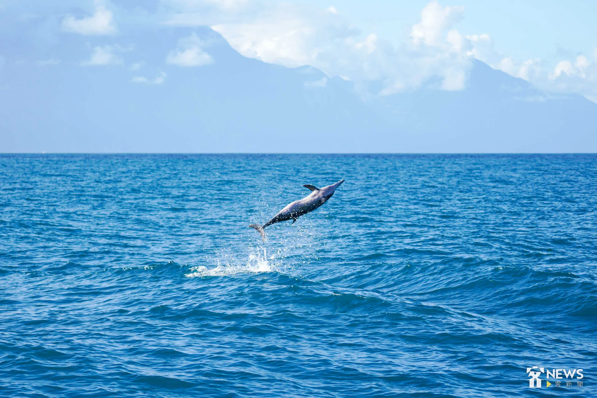 飛旋海豚翻滾衝上海面，垂直躍旋轉後潛入水底。李台源攝