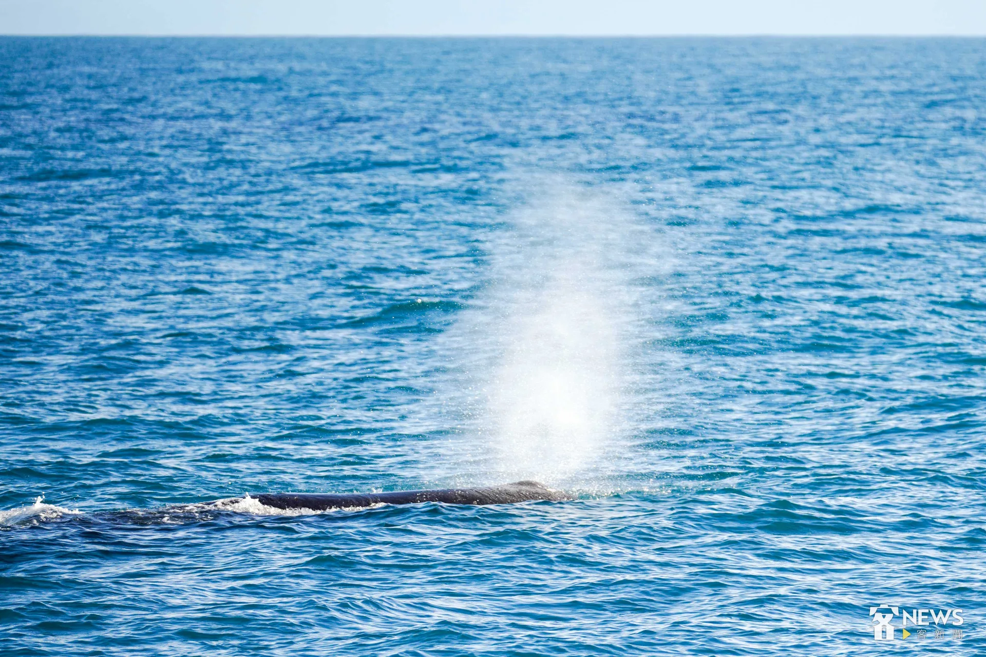 抹香鯨浮上水面換氣。今年抹香鯨出現的頻率比前幾年高了許多。李台源攝