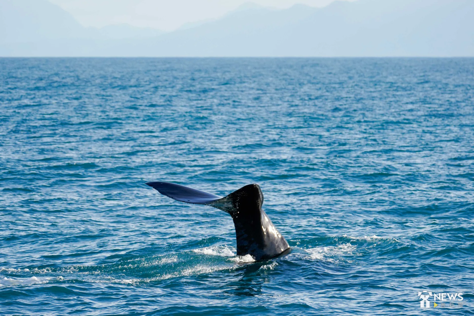 抹香鯨在大家的讚嘆聲中翻身入海。李台源攝