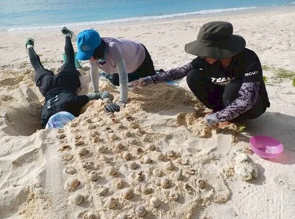 海保署巡查員除夜間進行產卵母龜調查外,日間亦要挖掘卵窩計算孵化率。海保署海洋保育巡查站-苗中站提供
