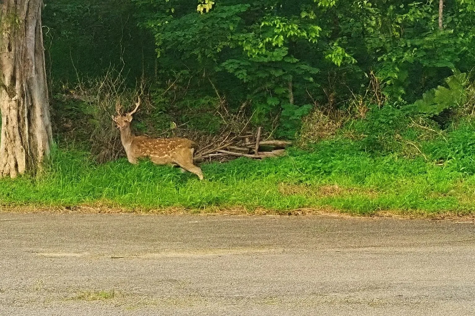 2021年出生的梅花鹿「壯莊」，在中壢大江購物中心附近溜達。翻攝我是中壢人FB