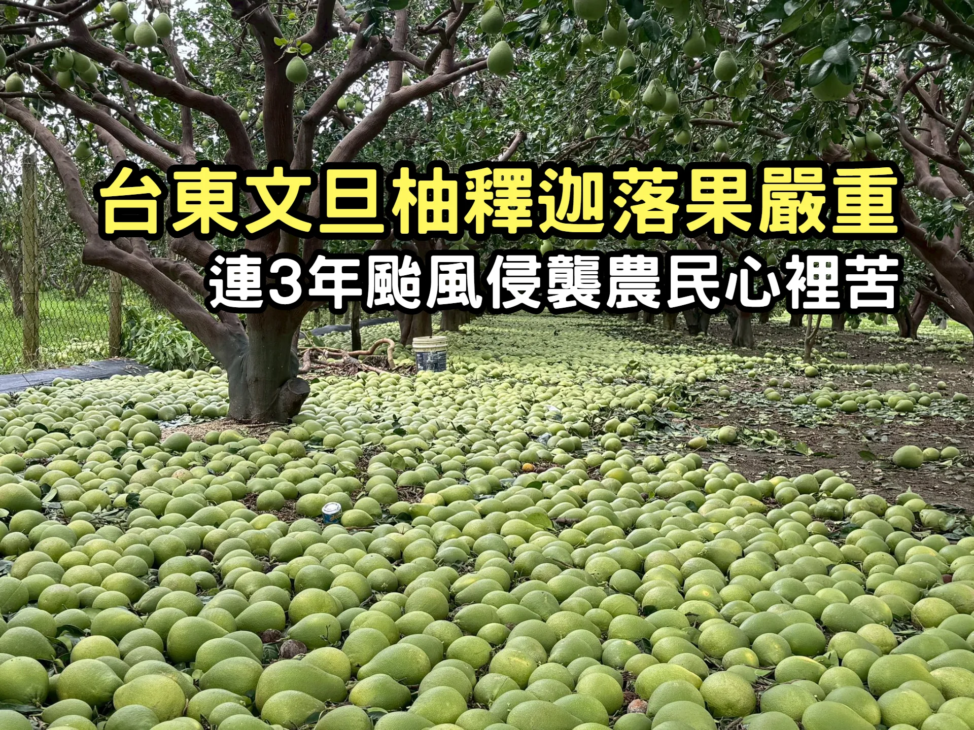 台東文旦柚釋迦落果嚴重　連3年颱風侵襲農民心裡苦