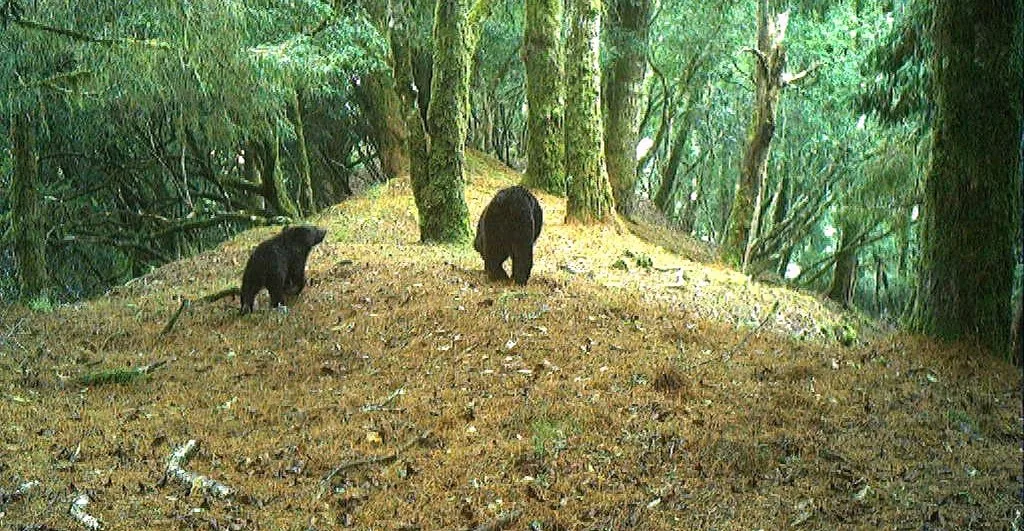研究團隊以紅外線相機拍攝到的母子熊。玉管處提供