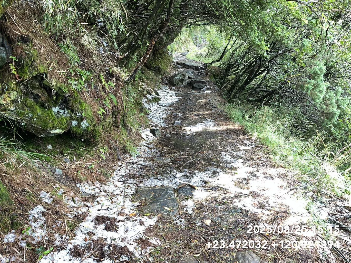 玉山步道2.7公里到4公里處，出現了罕見的冰雹景觀，部分路段積冰雹甚至達到3至5公分厚。玉管處提供