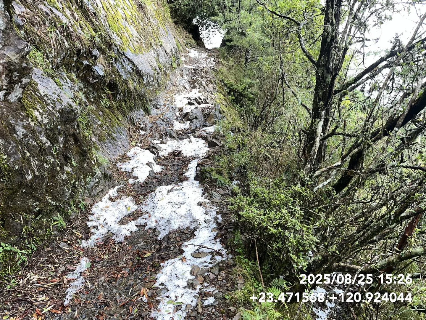 玉山步道2.7公里到4公里處，出現了罕見的冰雹景觀，部分路段積冰雹甚至達到3至5公分厚。玉管處提供
