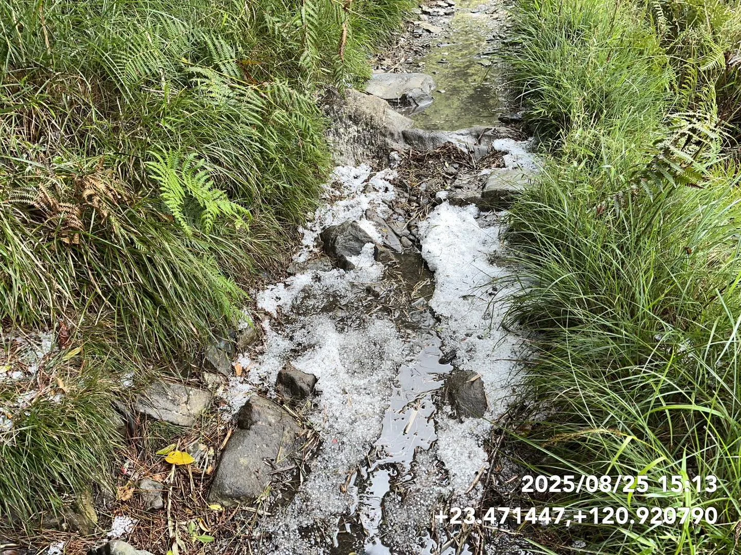 玉山步道2.7公里到4公里處，出現了罕見的冰雹景觀，部分路段積冰雹甚至達到3至5公分厚。玉管處提供