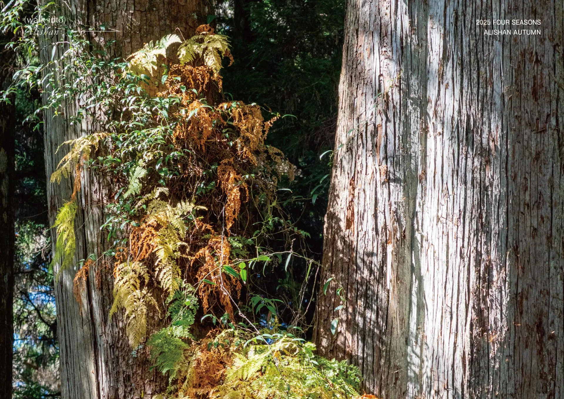 嘉義分署表示，活動將透過四大主題拍攝體驗，讓大家從不同角度觀察阿里山。嘉義分署提供