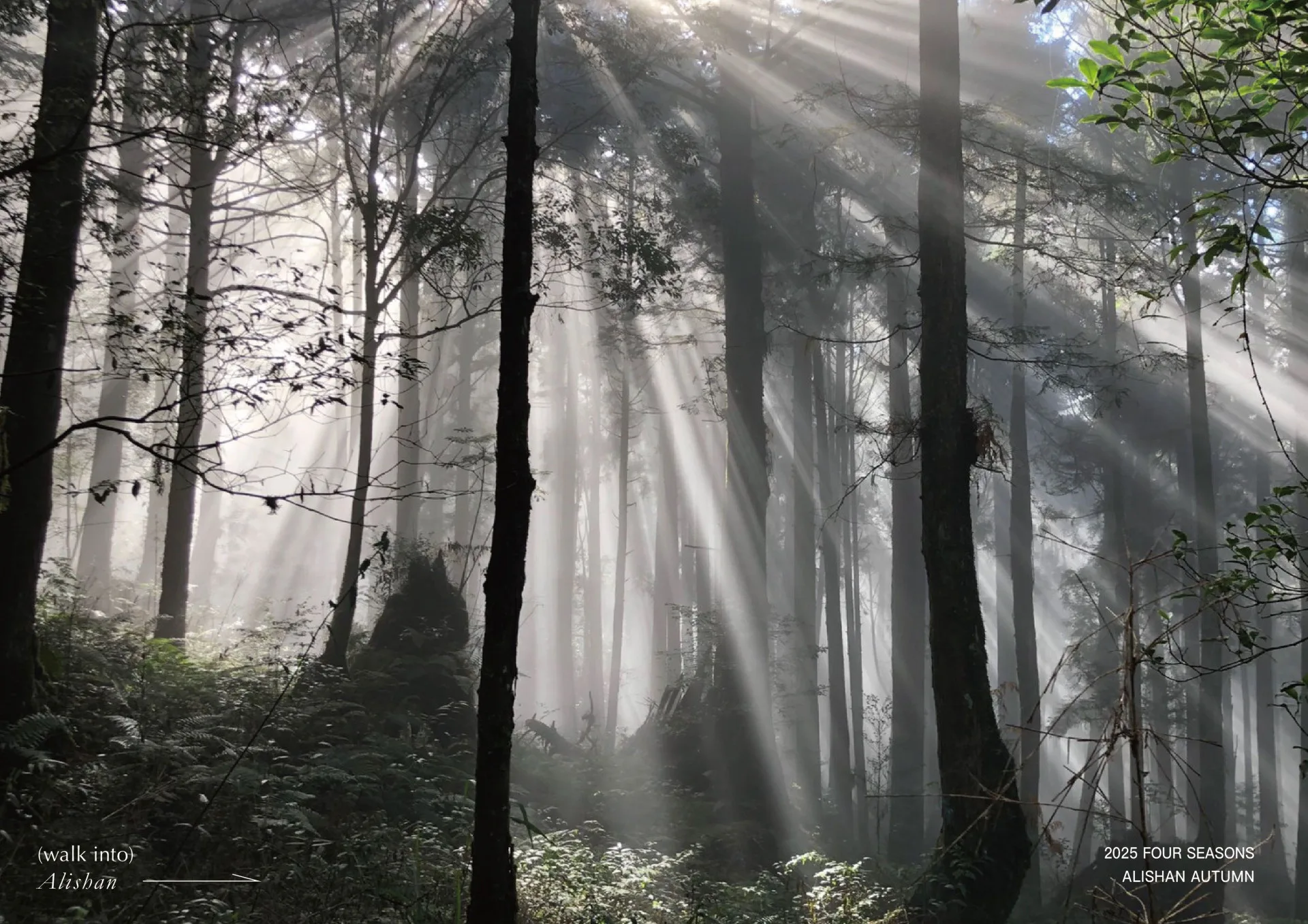 林保署嘉義分署邀請民眾一同到阿里山國家森林遊樂區記錄阿里山林蔭與光影交錯。嘉義分署提供