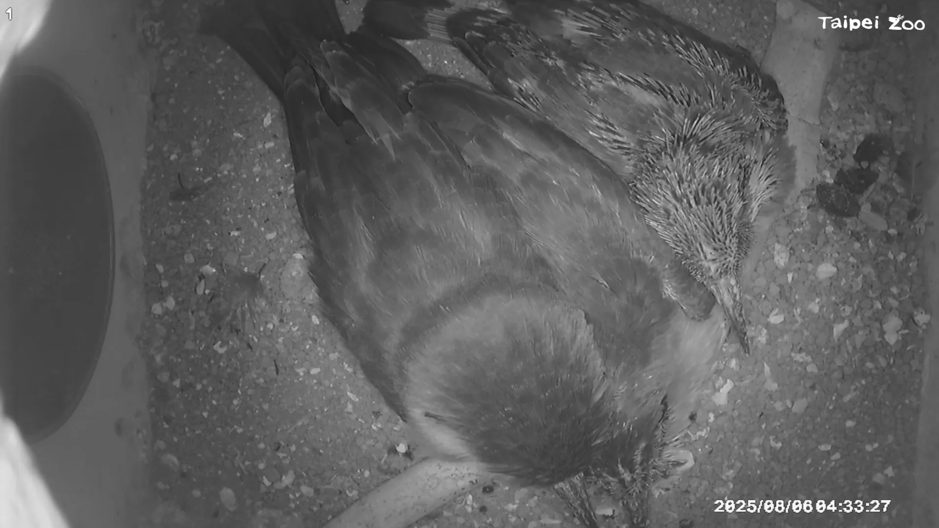 其中一對蜂虎的3顆蛋在7月中孵化，經過新手鳥爸媽將近4週的辛勤哺育，健康成長的幼鳥們已於8月中離巢。