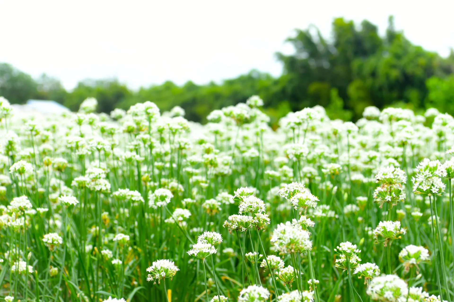 大溪韭菜花季30日起登場
