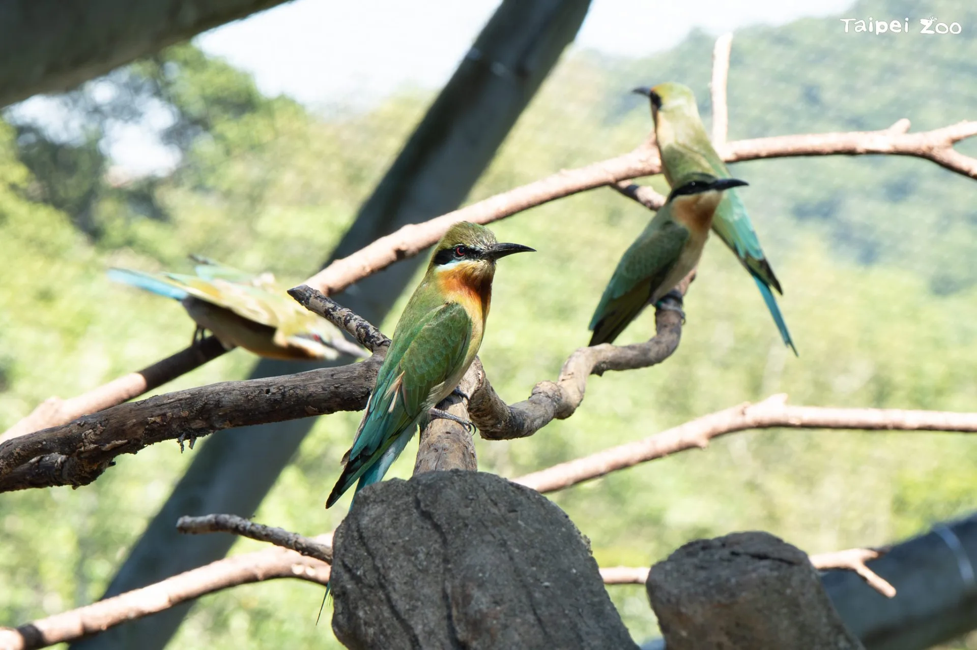 臺北市立動物園穿山甲館的栗喉蜂虎首次在館內成功自然繁殖及育幼。臺北市立動物園提供