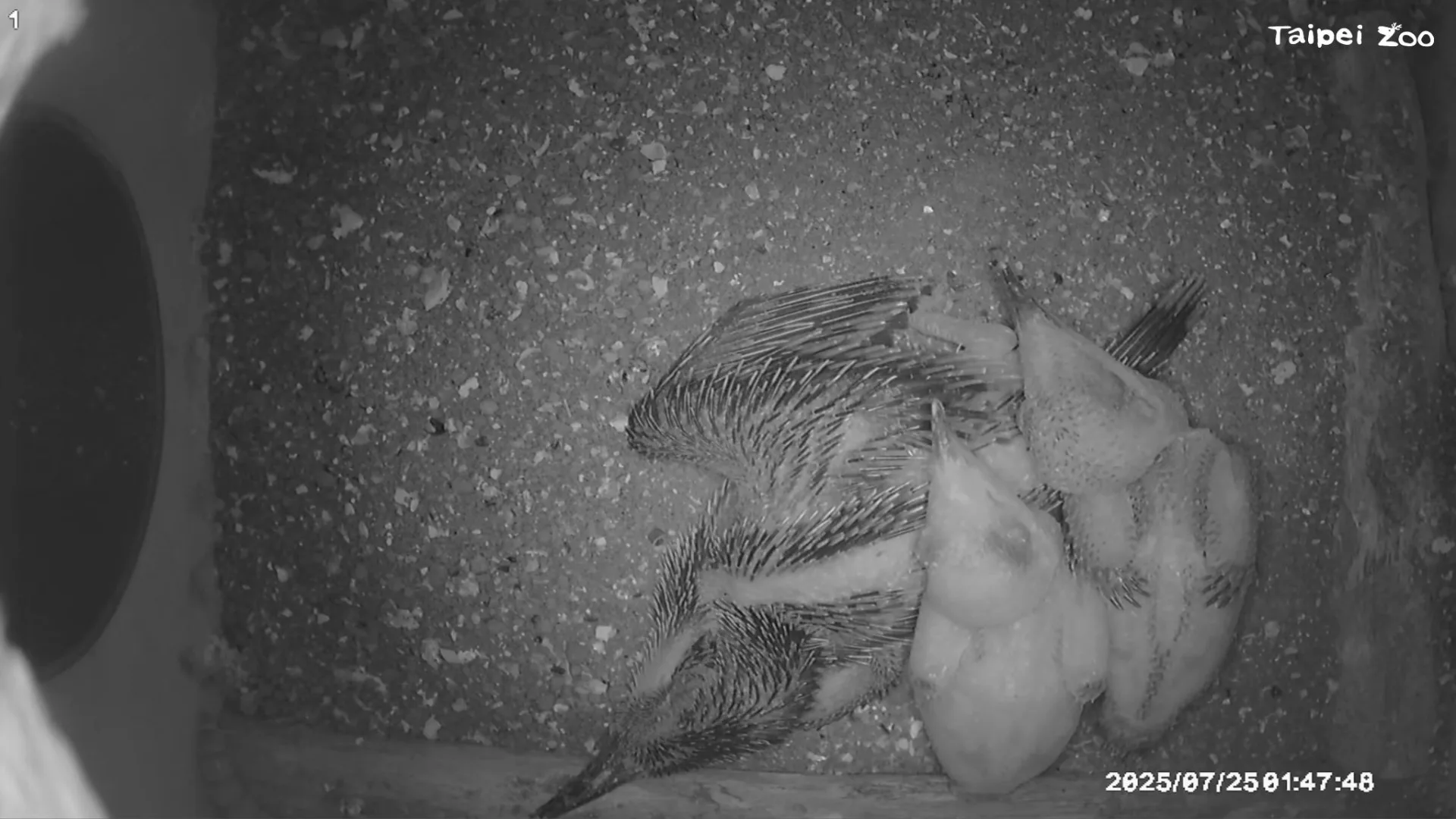 其中一對蜂虎的3顆蛋在7月中孵化，經過新手鳥爸媽將近4週的辛勤哺育，健康成長的幼鳥們已於8月中離巢。臺北市立動物園提供