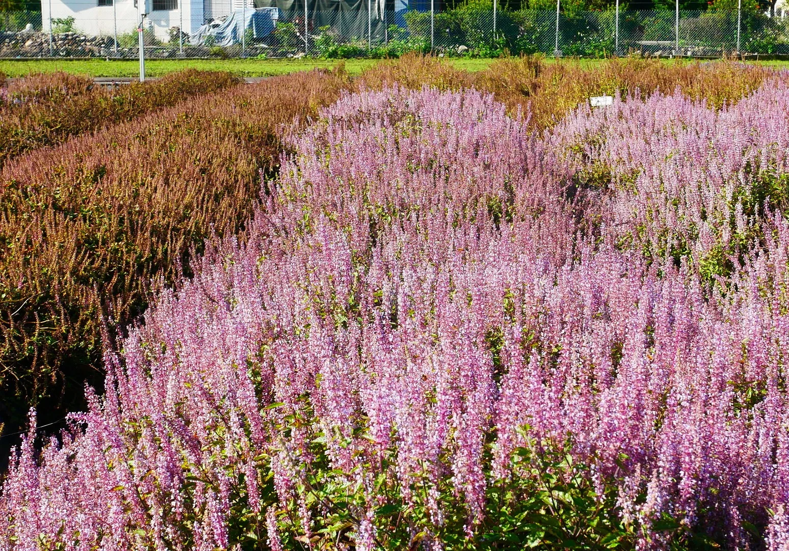 仙草「花蓮1號─仙恬」香氣濃郁，富含依蘭烯，仙草茶帶花香。花蓮區農業改良場提供