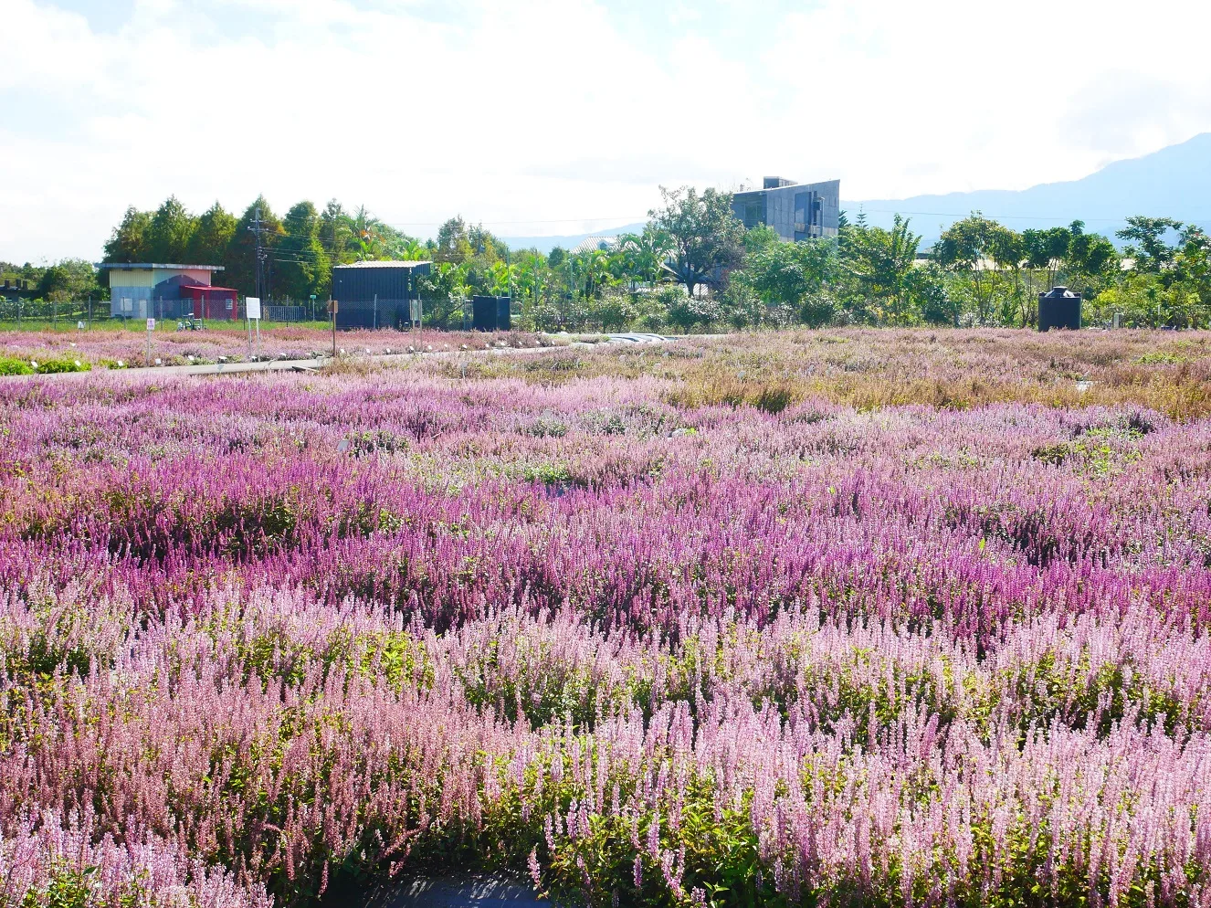 花蓮農改場育成仙草品種花色繽紛，可營造類似薰衣草般的花海。花蓮區農業改良場提供