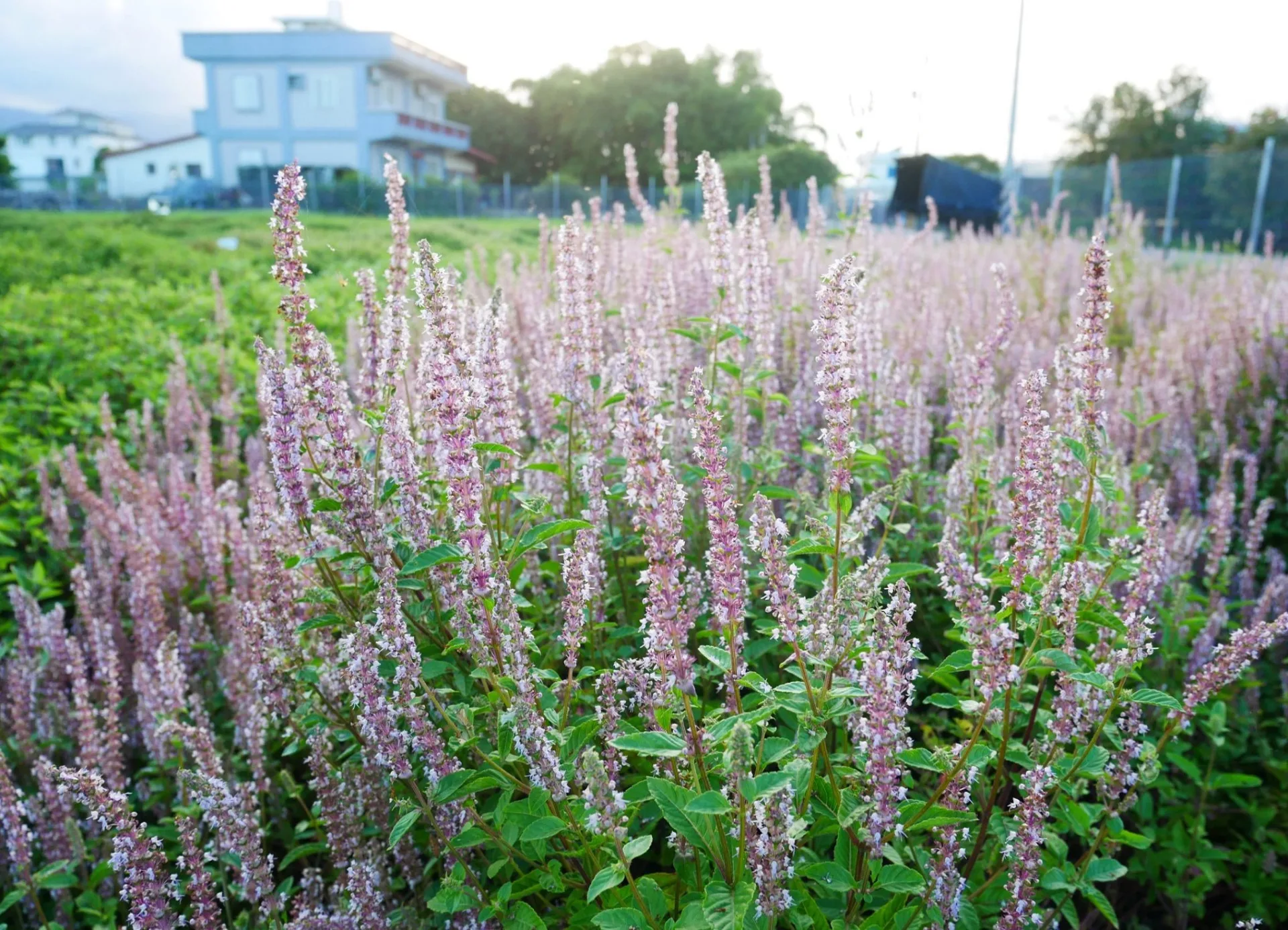 仙草「花蓮2號─仙靚」，早花，耐澇又耐旱、生長勢強，產量高出市售品種4成。花蓮區農業改良場提供