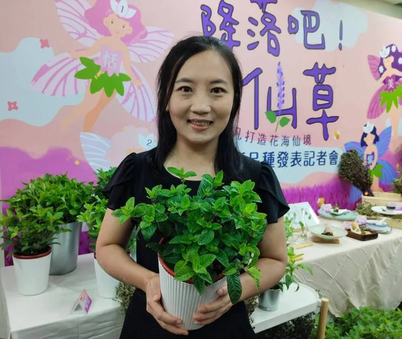 農業部花蓮區農業改良場28日介紹新育成的仙恬、仙觀、仙紫與仙美的4種仙草品種，可食用還具觀賞、保健、生態營造功效，幕後功臣是外號「仙女」的花蓮農改場助理研究員游之穎。中央社