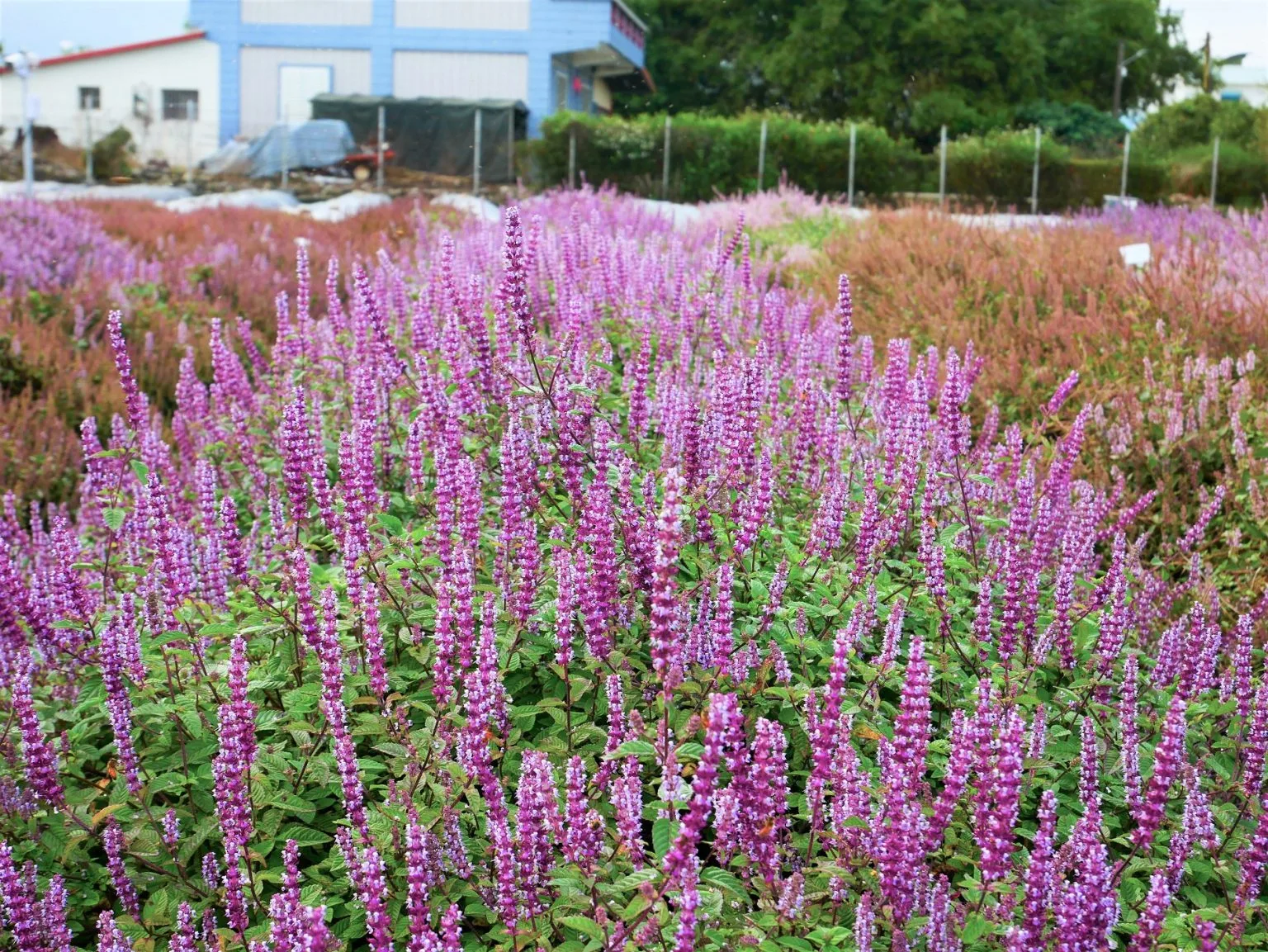 仙草「花蓮3號─仙紫」，花朵觀賞性佳，機能性成分抗氧化活性比市售品種高63%，總類黃酮也高出30%。花蓮區農業改良場提供