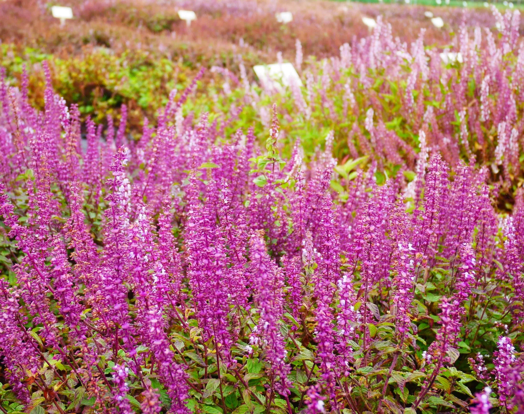 仙草「花蓮4號─仙美」整個花序為紫紅色，花謝後仍有觀賞價值。花蓮區農業改良場提供
