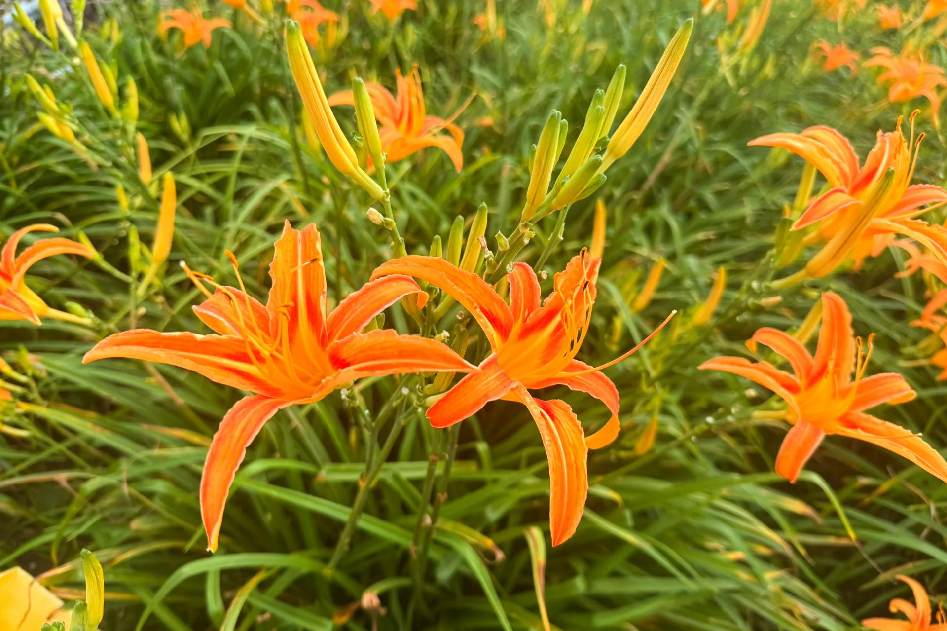 今年雨量充足，花蓮金針山花況佳。農業部花蓮區農業改良場提供