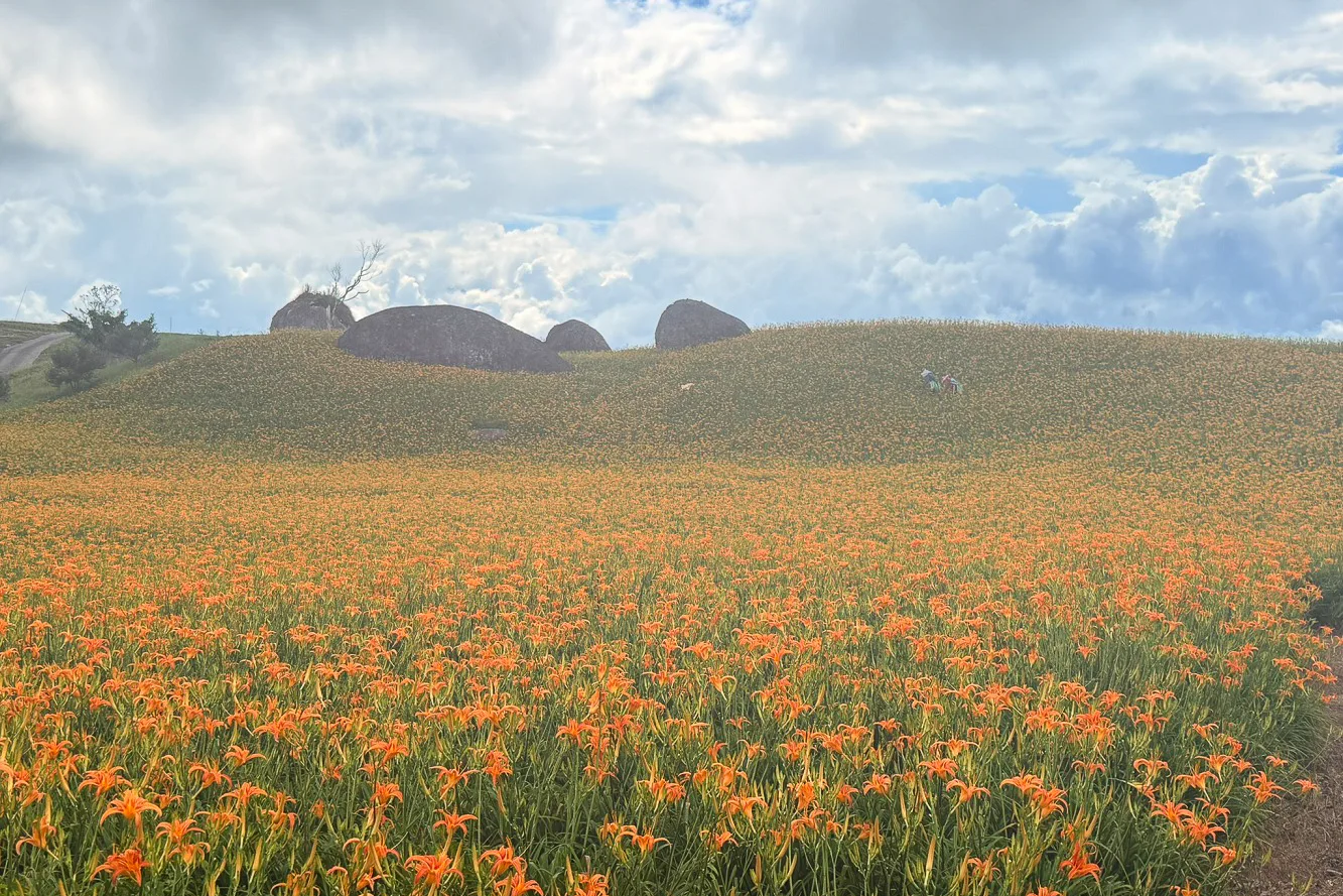 赤柯山金針花花海搭配霧景。農業部花蓮區農業改良場提供