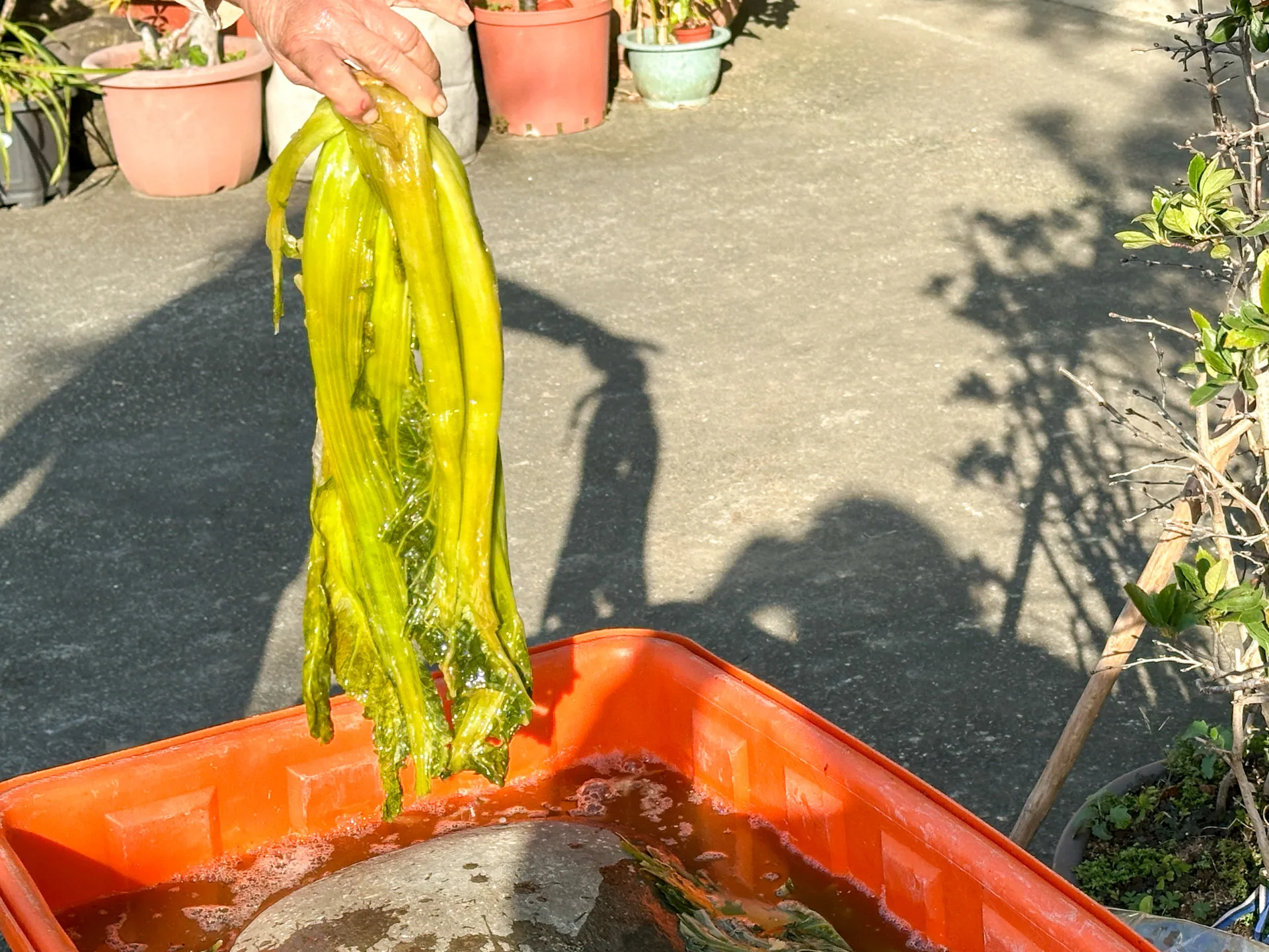 水鹹菜。蕭秀琴攝