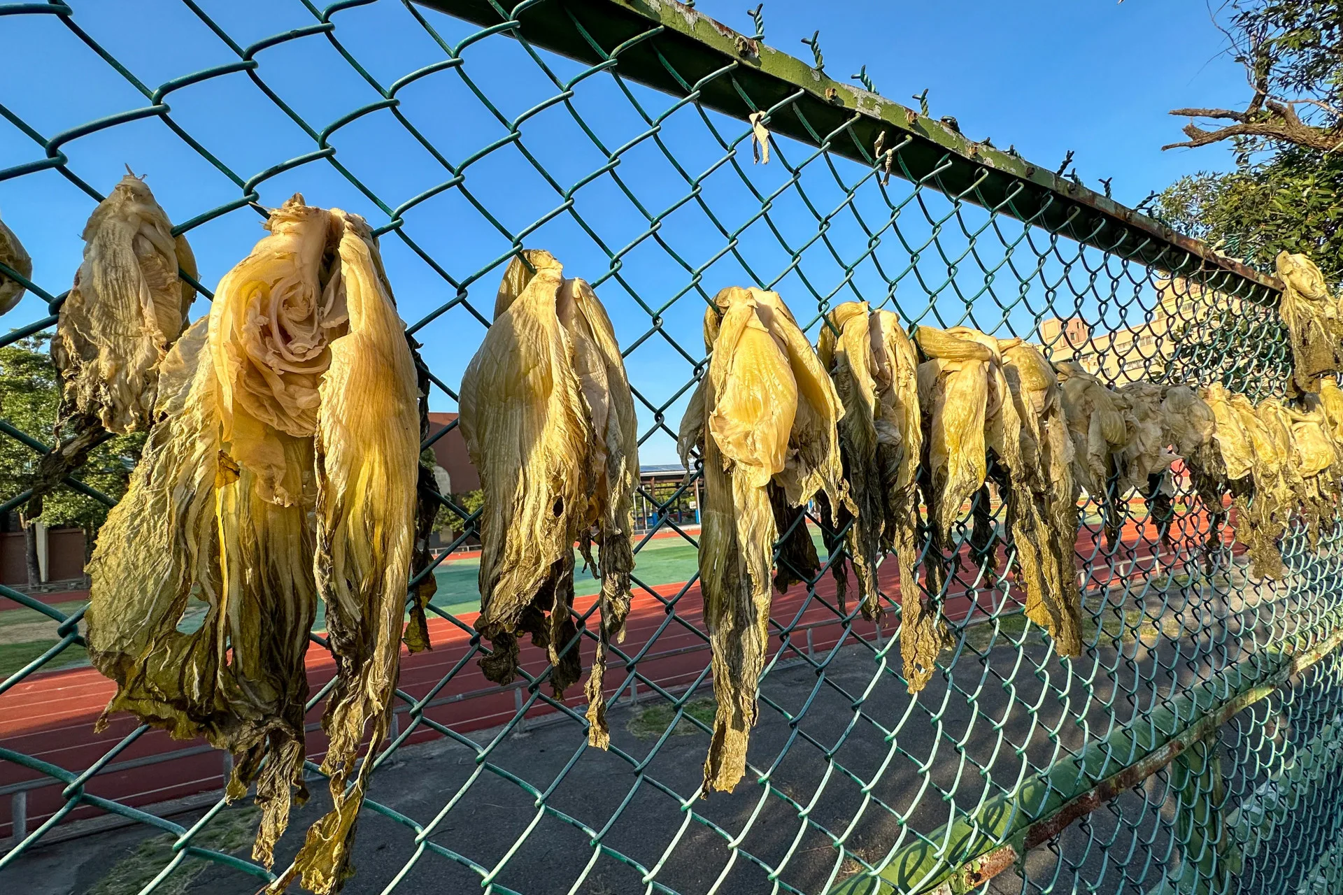 曬覆菜的方法。蕭秀琴攝