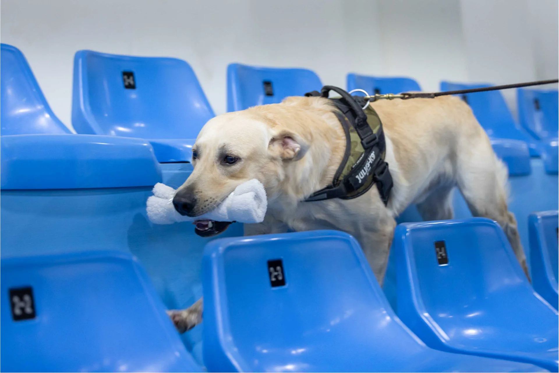 K9軍犬進行訓練。文總提供