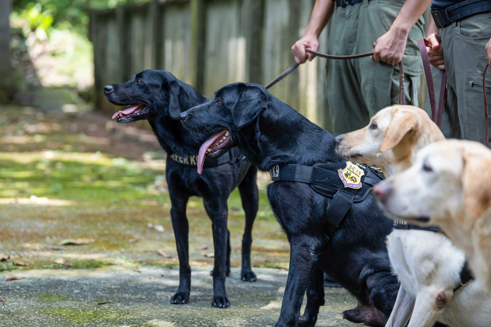 憲兵指揮部K9軍犬。文總提供