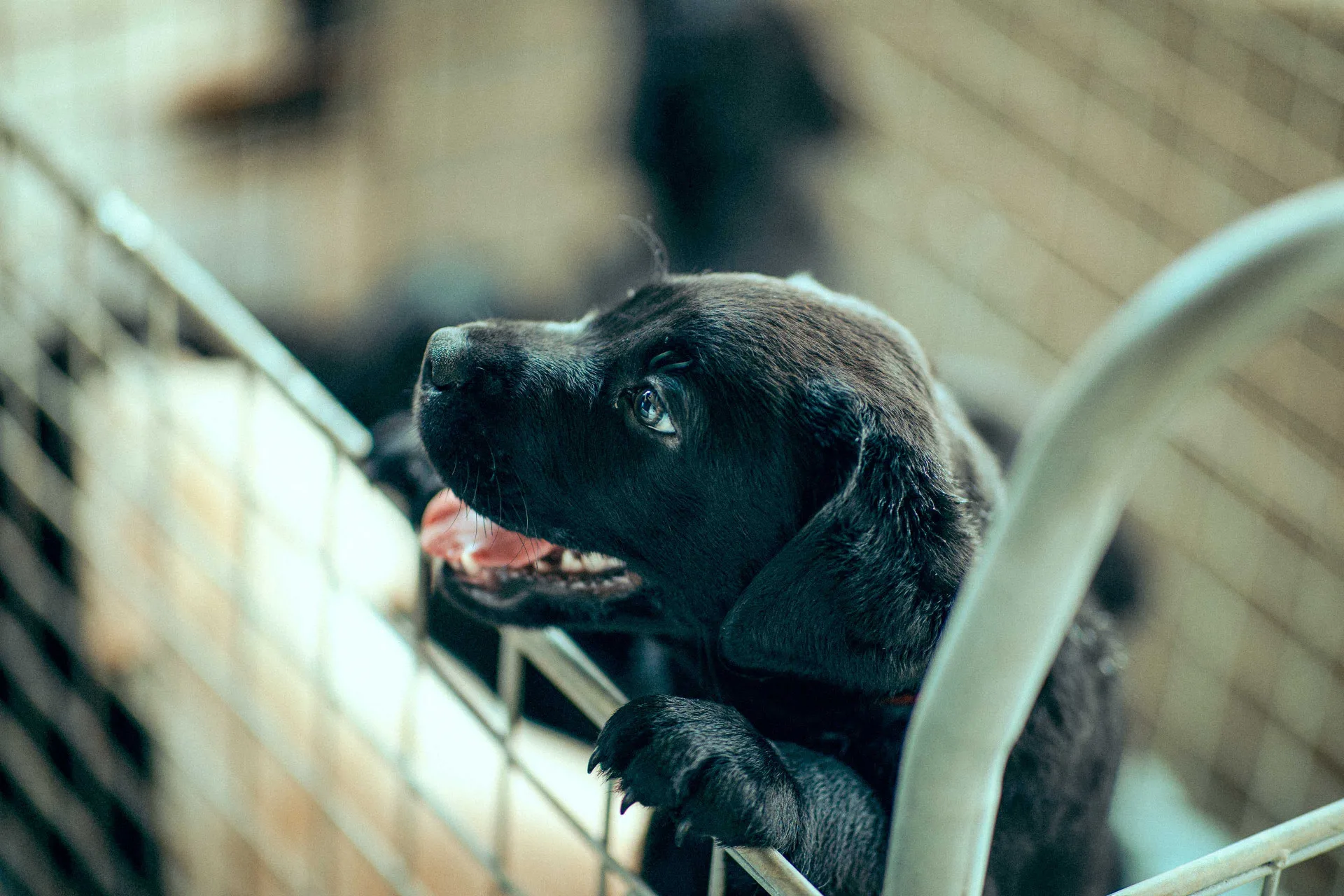 最萌匠人——K9軍犬。文總提供