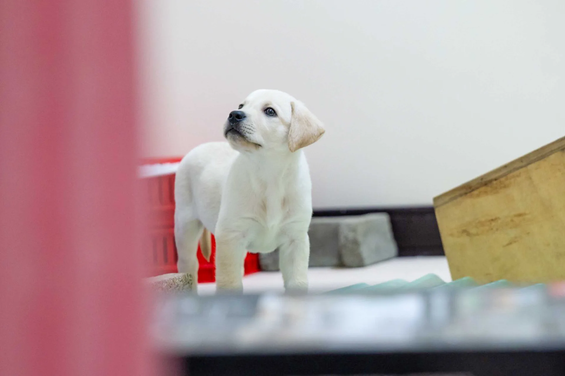 關務署緝毒犬培訓中心裡的幼犬。文總提供