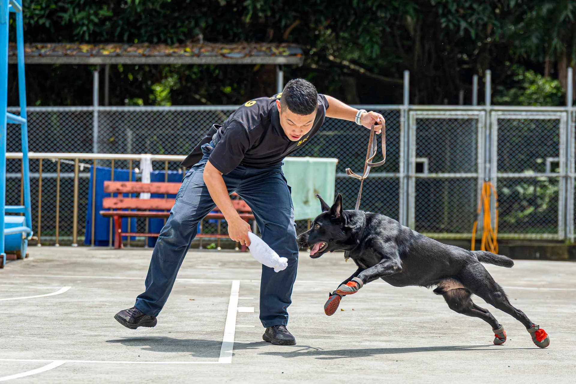 毛巾捲正是軍犬心目中至高的獎賞。文總提供