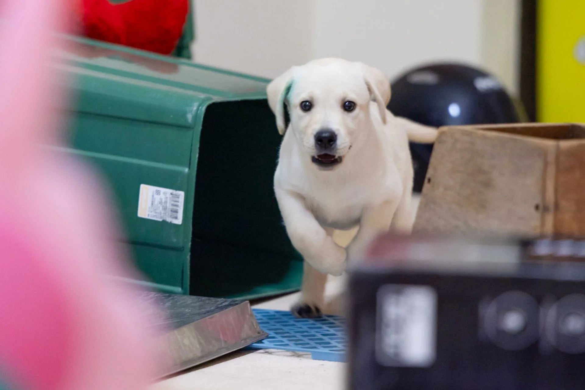 關務署緝毒犬培訓中心設計幼犬嗅覺能力開發訓練。文總提供