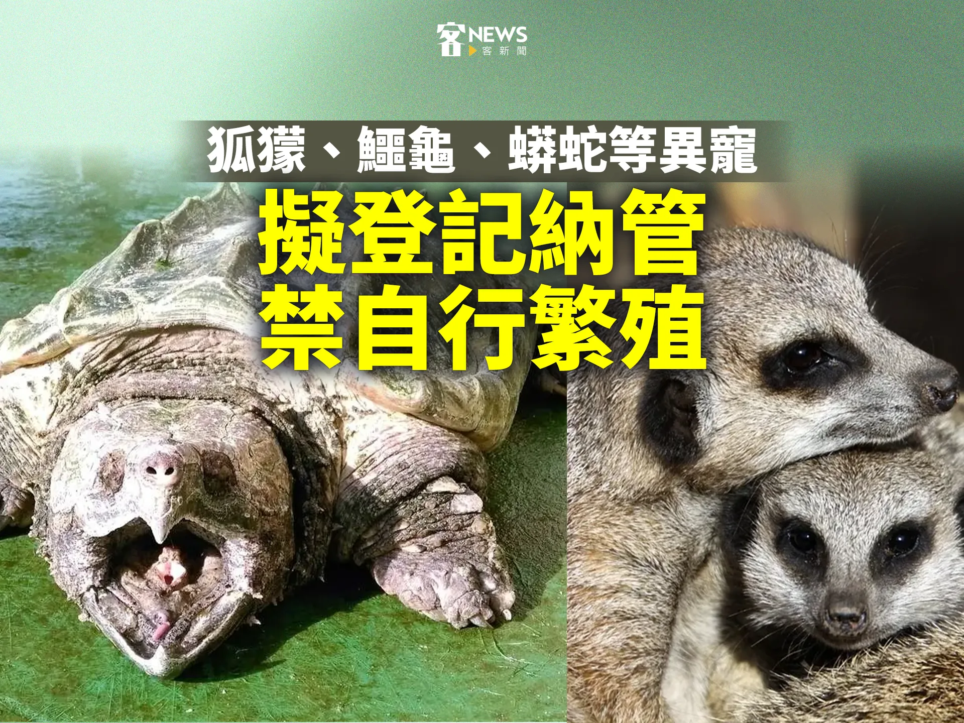 狐獴、鱷龜、蟒蛇等異寵　擬登記納管、禁自行繁殖