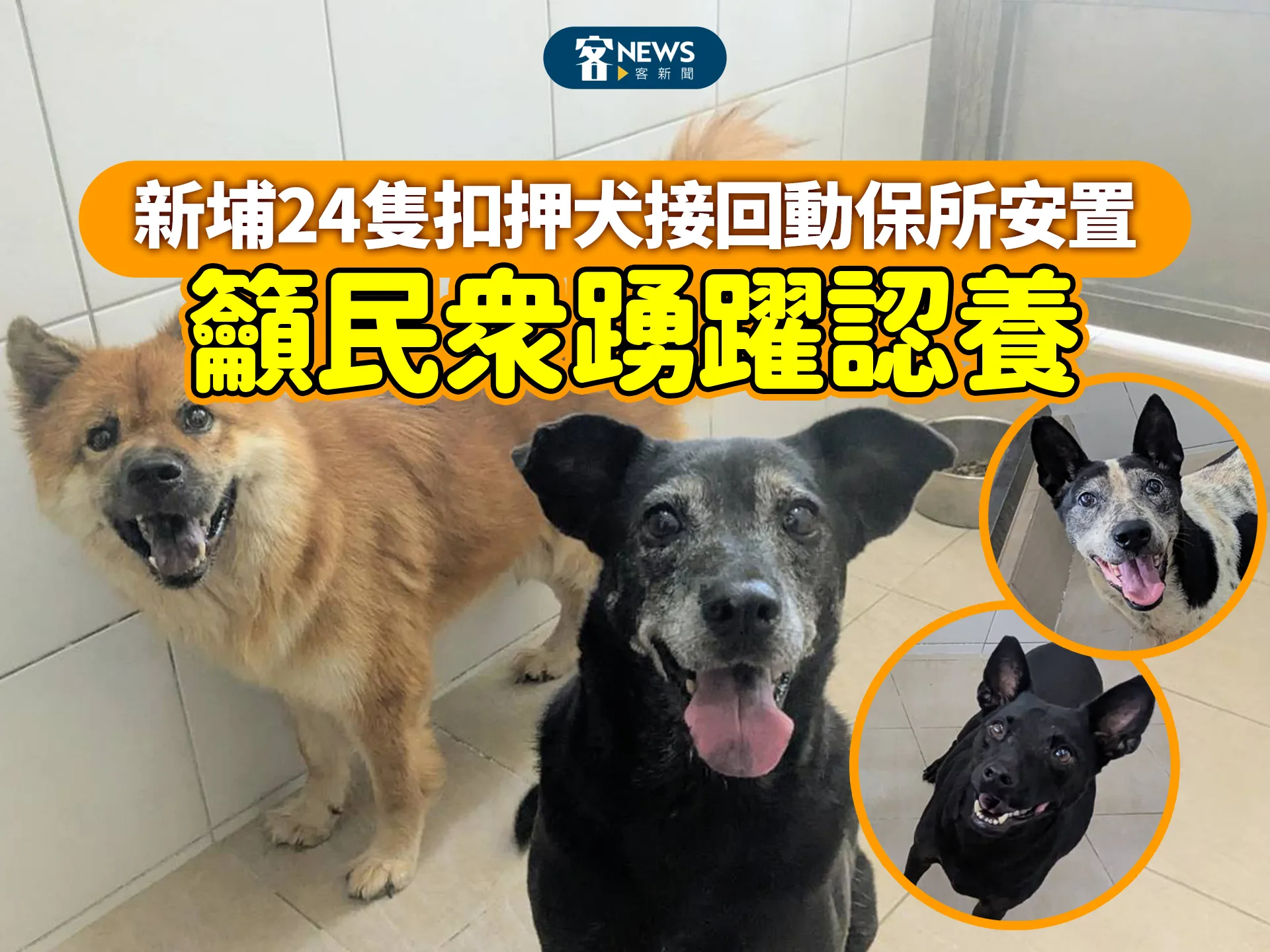 新埔24隻扣押犬接回動保所安置　籲民眾踴躍認養