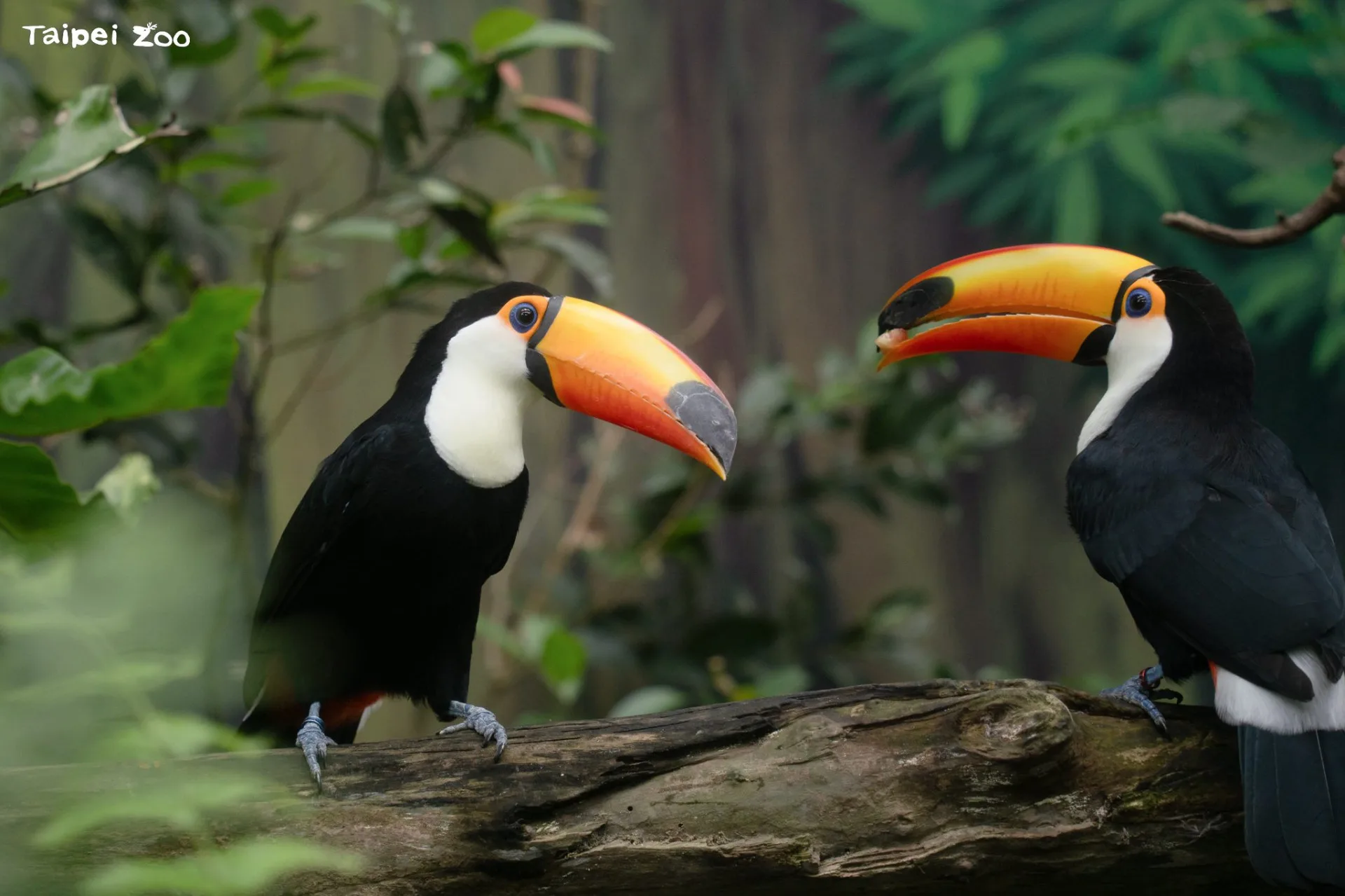 臺北市立動物園穿山甲館（熱帶雨林室內館）在今（2025）年6月下旬動物園不對外開放期間，翻新了大巨嘴鳥的活動場。臺北市立動物園提供