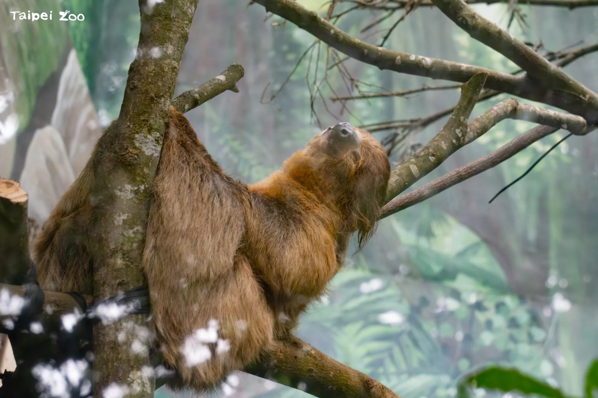 翻新大巨嘴鳥的活動場，設置了新枝幹、藤蔓、仿木棲架等，還特別安排室友——二趾樹獺。臺北市立動物園提供