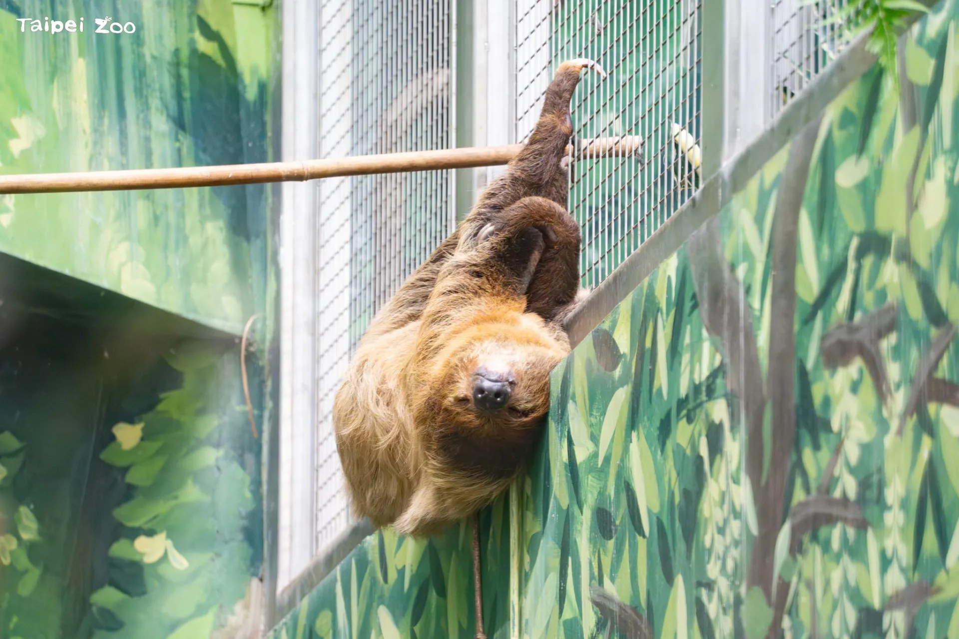 民眾到訪大巨嘴鳥的活動場，也可找找慣於展現「飛簷走壁」技巧的攀爬高手樹獺。臺北市立動物園提供