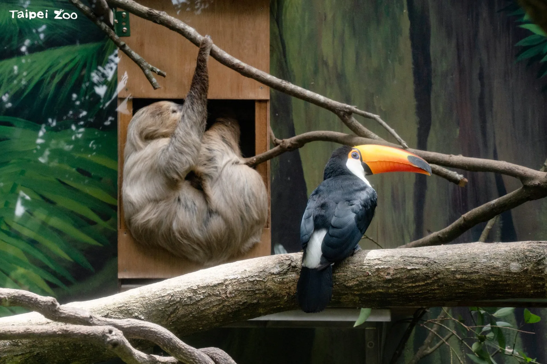 大巨嘴鳥新鄰居「二趾樹獺」展現「無為」的相處之道。臺北市立動物園提供