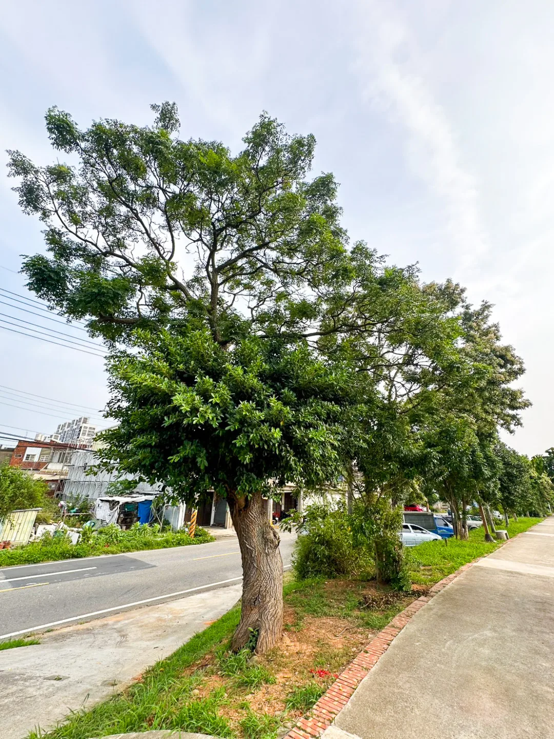 這叢苦楝樹个肚膁仔這位，生等一叢嶄蠻靚个榕樹。邱鴻春攝