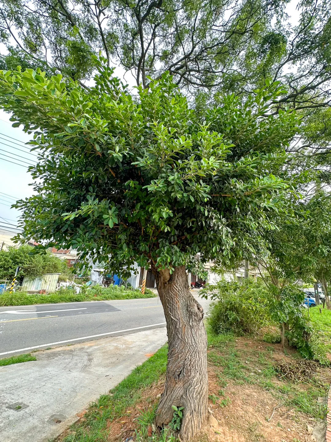 這叢苦楝樹个肚膁仔這位，生等一叢嶄蠻靚个榕樹。邱鴻春攝