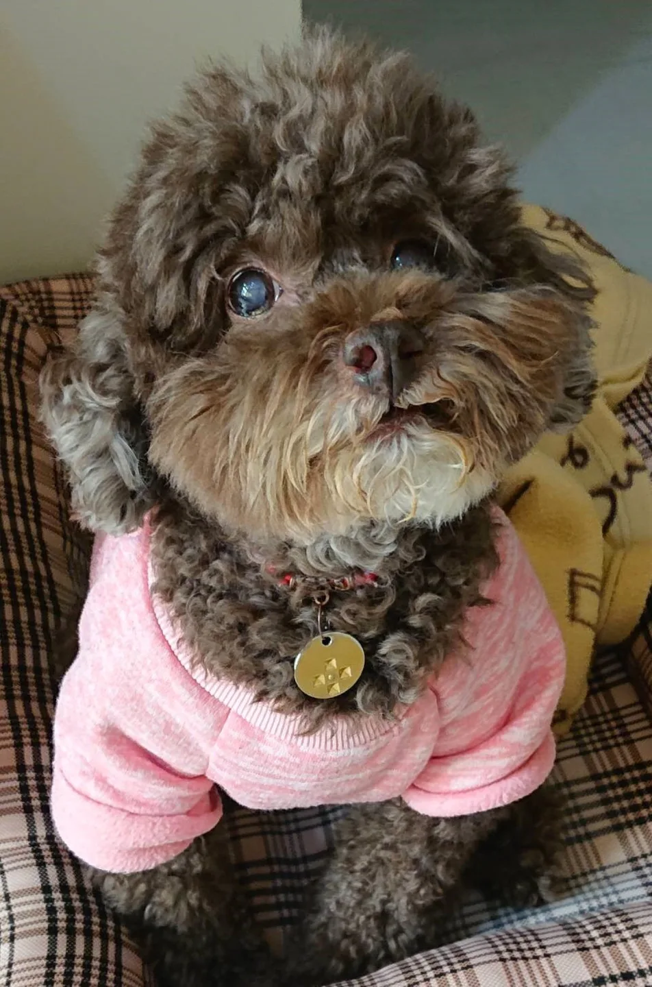 桃捷首推一日限定寵物專車，狗狗限定。桃捷提供